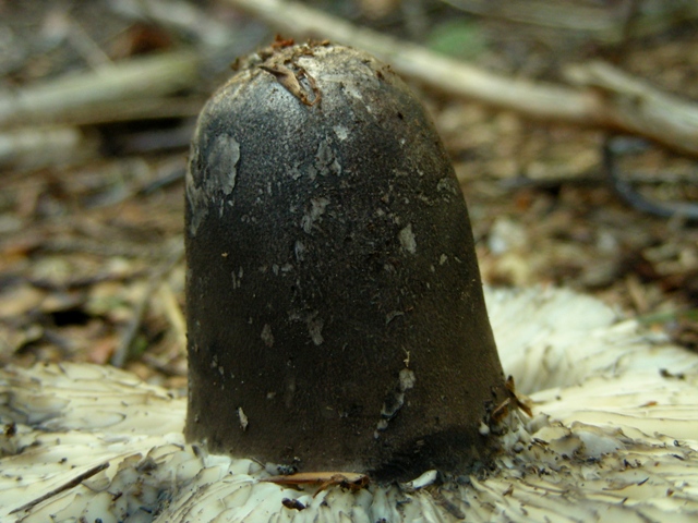 Qualche russula